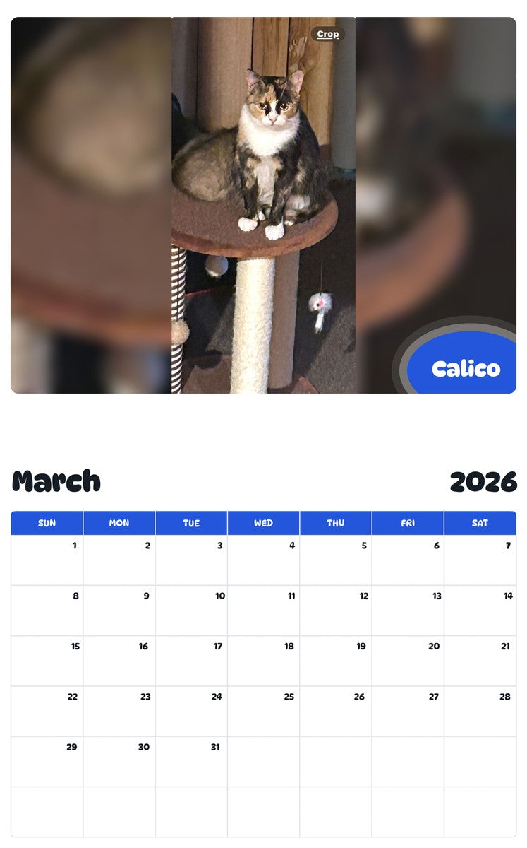 November 2025 - October 2026 Calico - Pawidols Pet Calendar