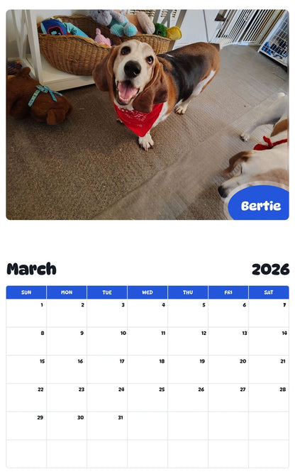 November 2025 - October 2026 Bertie - Pawidols Pet Calendar
