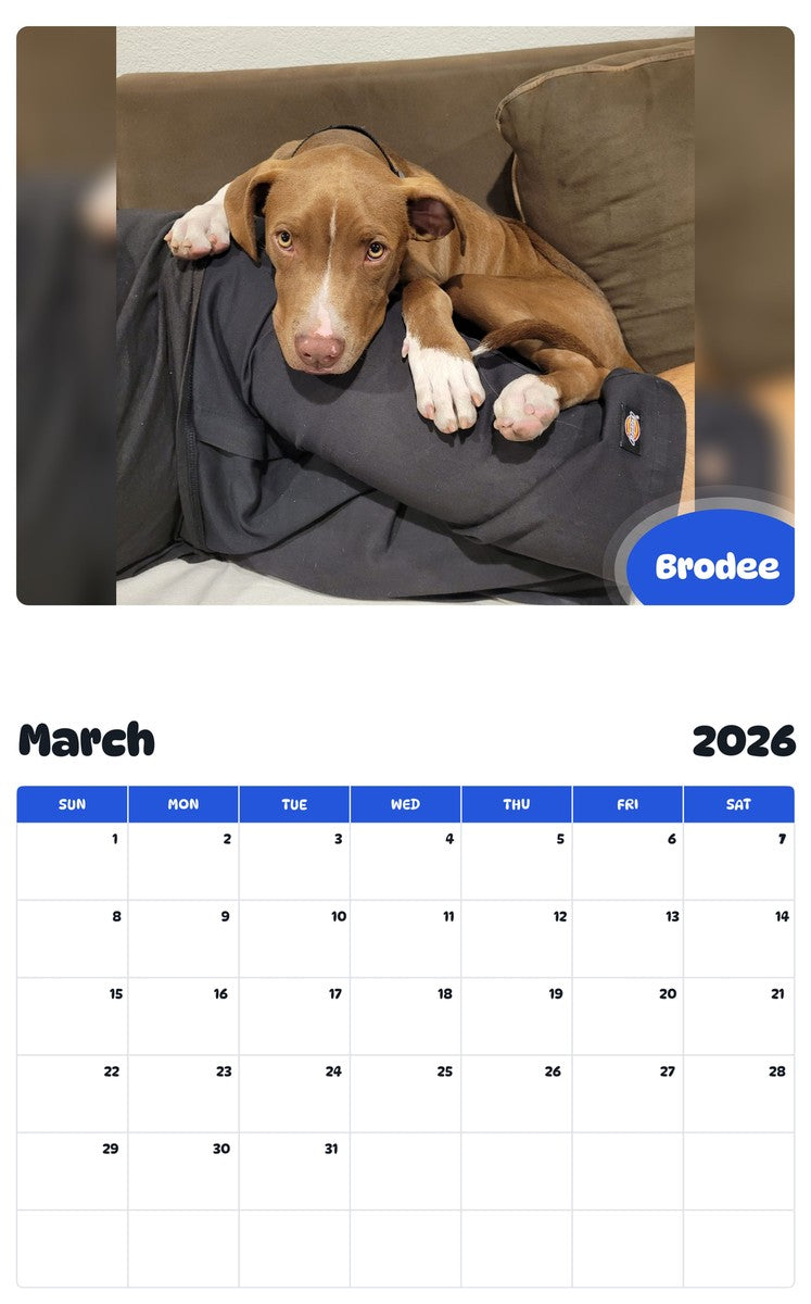November 2025 - October 2026 Brodee - Pawidols Pet Calendar