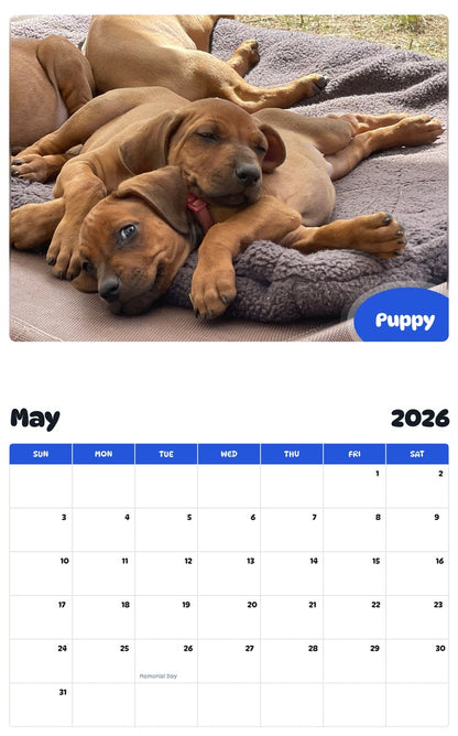 2026 - 2027 Puppy - Pawidols Pet Calendar