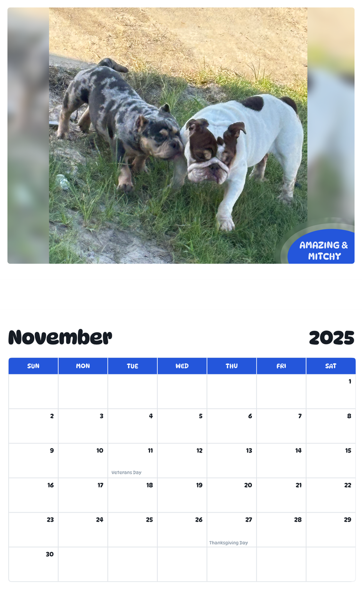 July 2025 - June 2026 Amazing & Mitchy - Pawidols Pet Calendar
