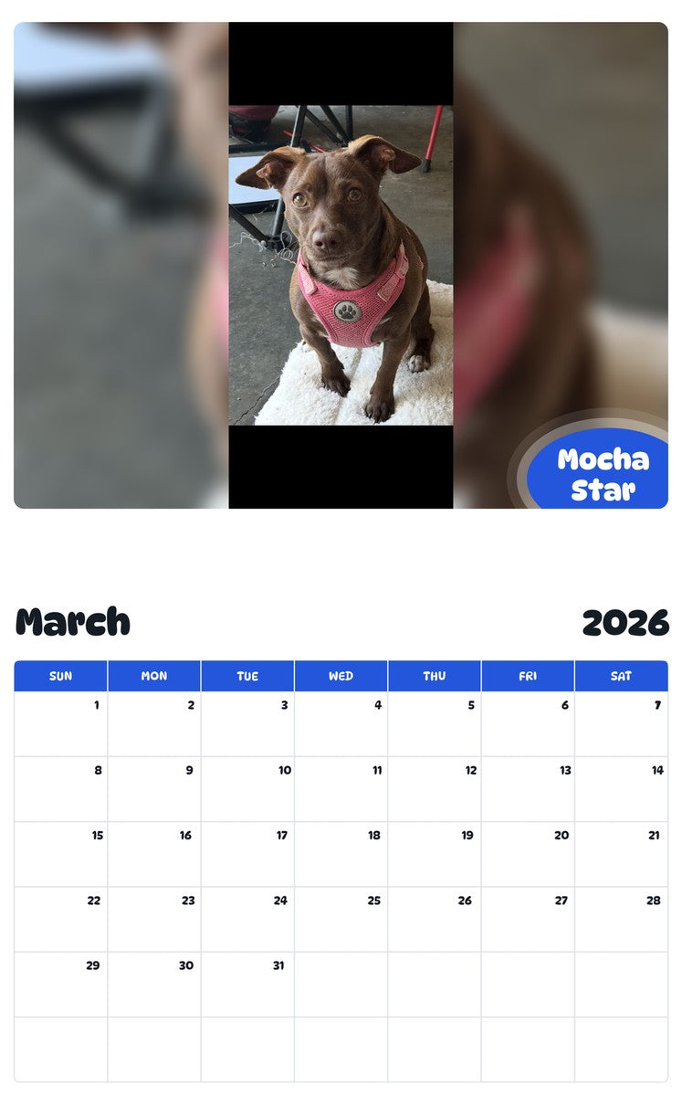 November 2025 - October 2026 Mocha Star - Pawidols Pet Calendar