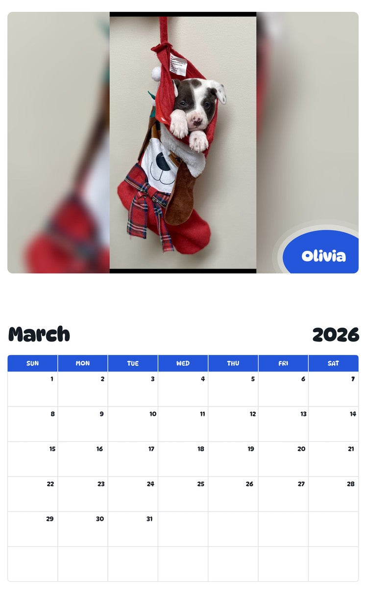 November 2025 - October 2026 Olivia - Pawidols Pet Calendar