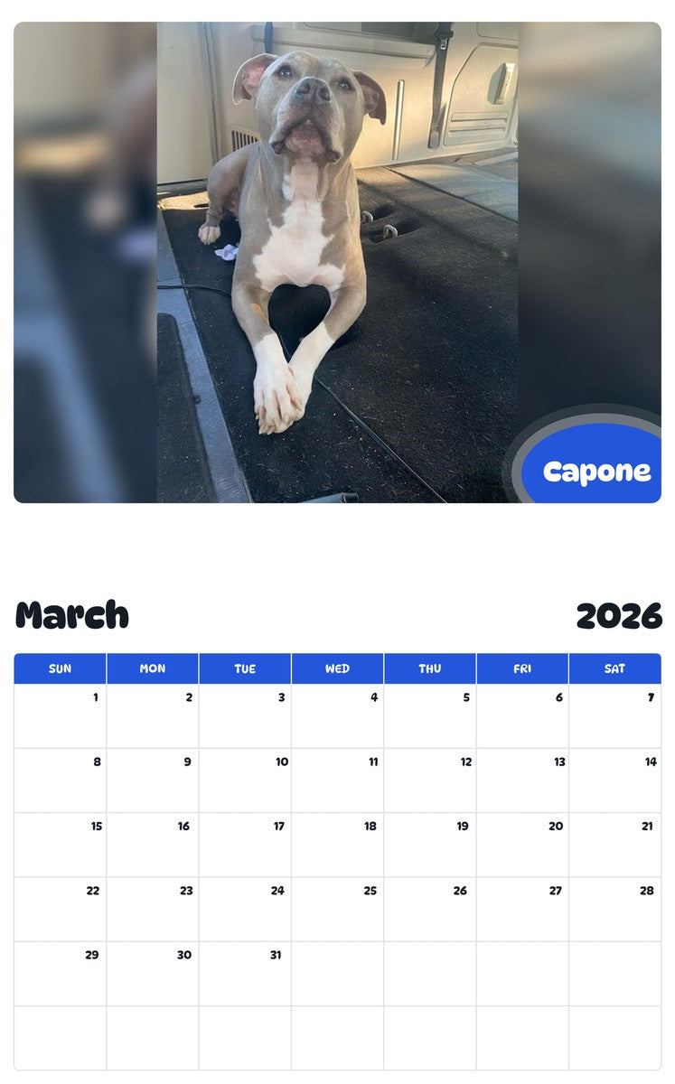 November 2025 - October 2026 Capone - Pawidols Pet Calendar