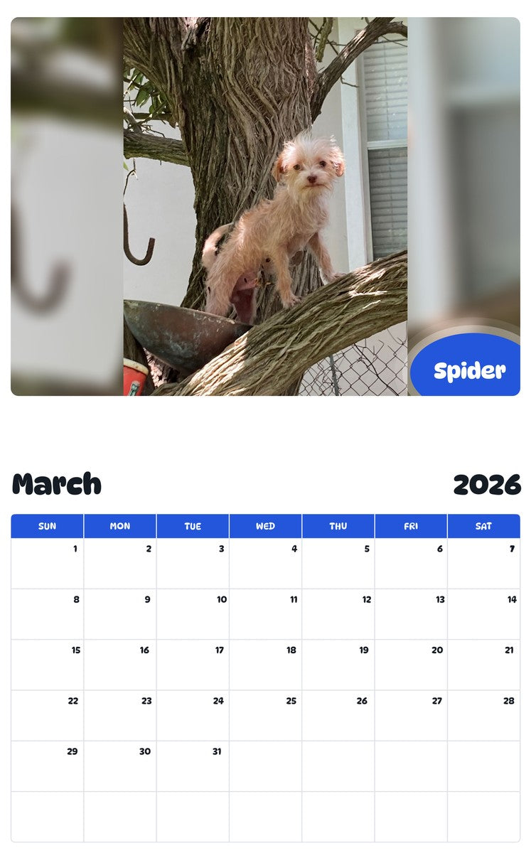 November 2025 - October 2026 Spider - Pawidols Pet Calendar