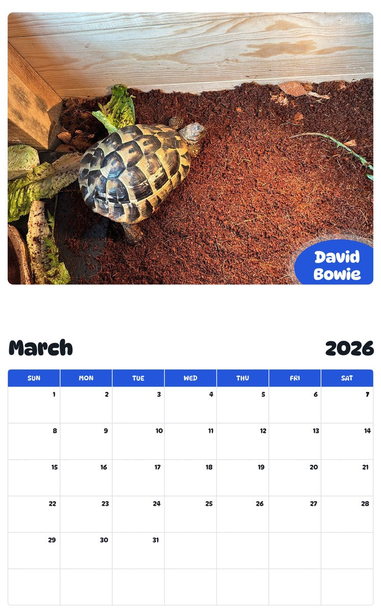 November 2025 - October 2026 David Bowie - Pawidols Pet Calendar