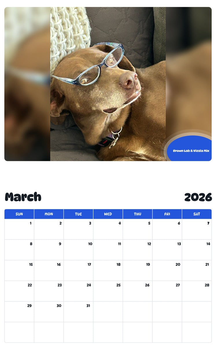 November 2025 - October 2026 Brown Lab & Vizsla Mix - Pawidols Pet Calendar