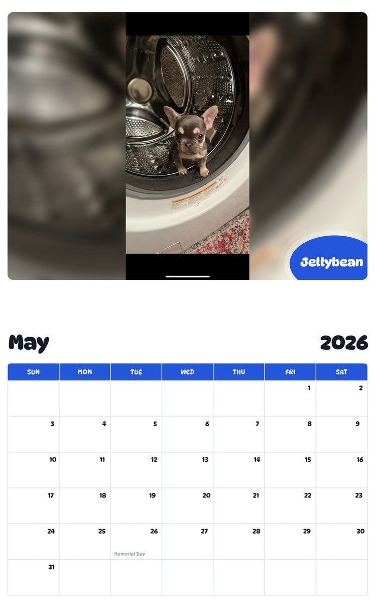2026 - 2027 Jellybean - Pawidols Pet Calendar