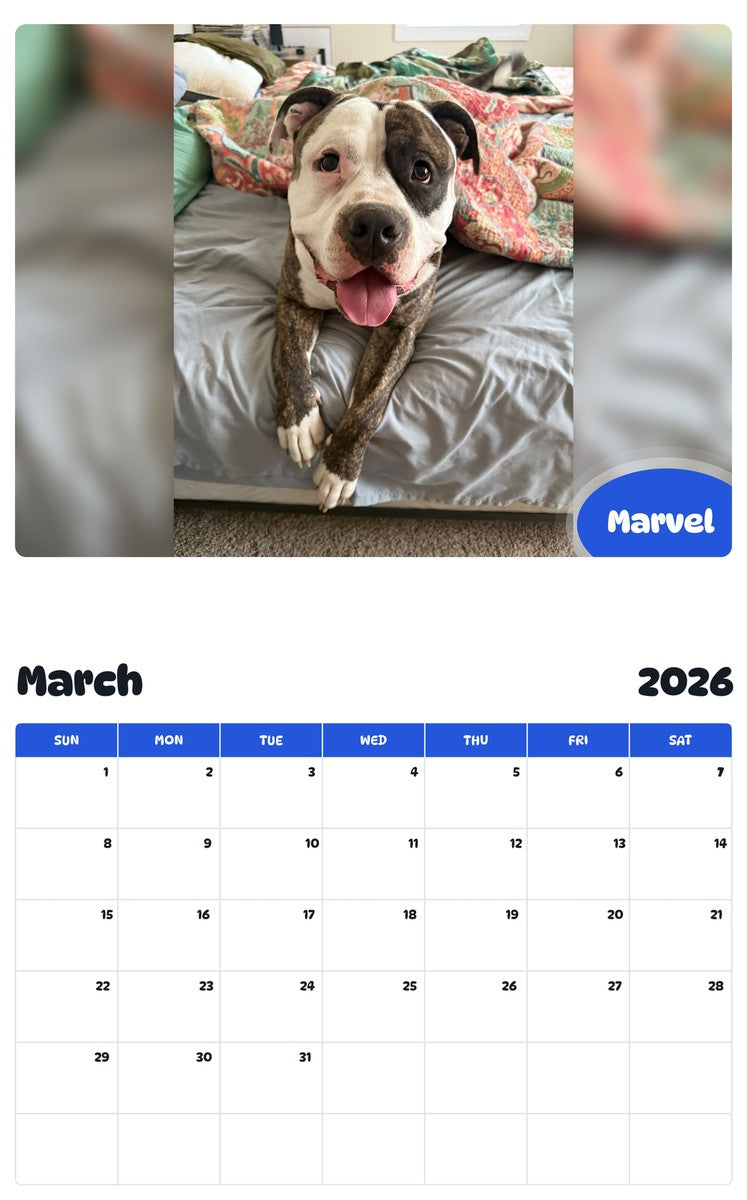 November 2025 - October 2026 Marvel - Pawidols Pet Calendar