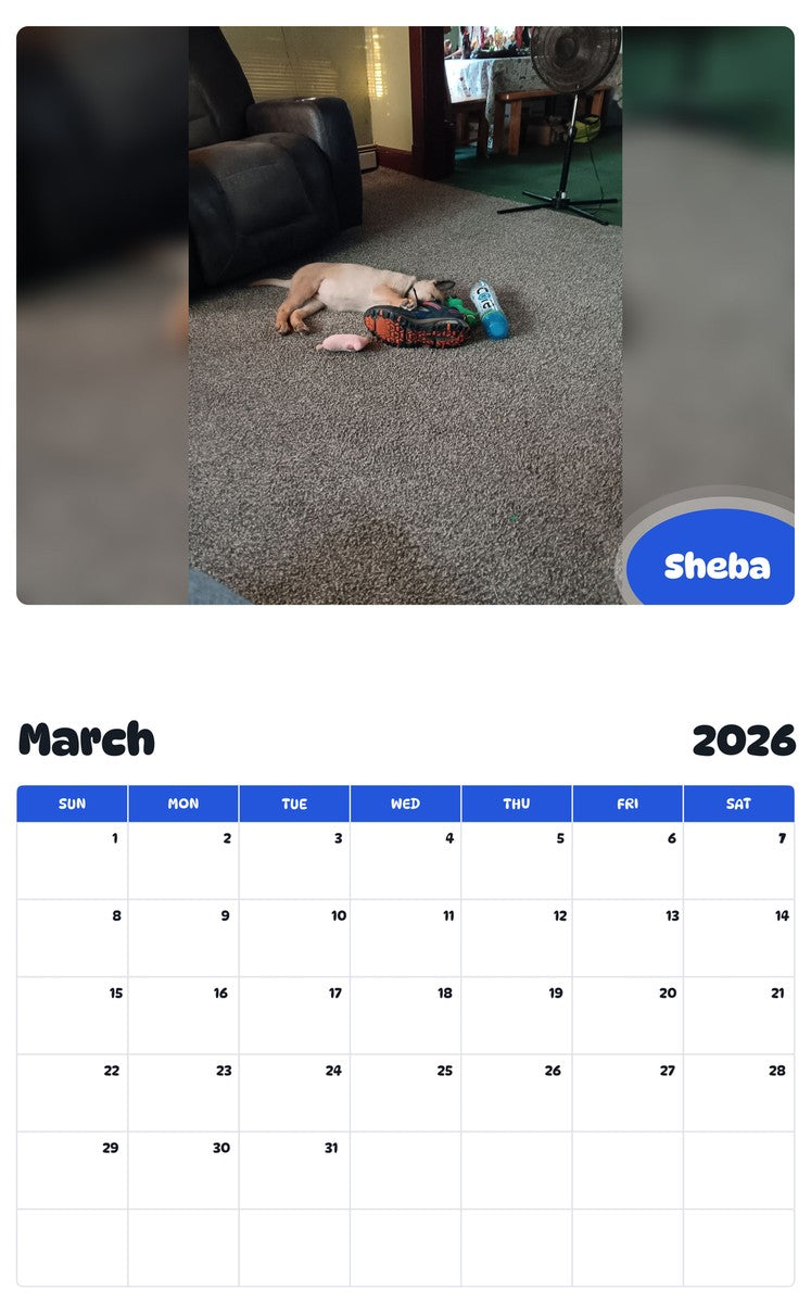 November 2025 - October 2026 Sheba - Pawidols Pet Calendar