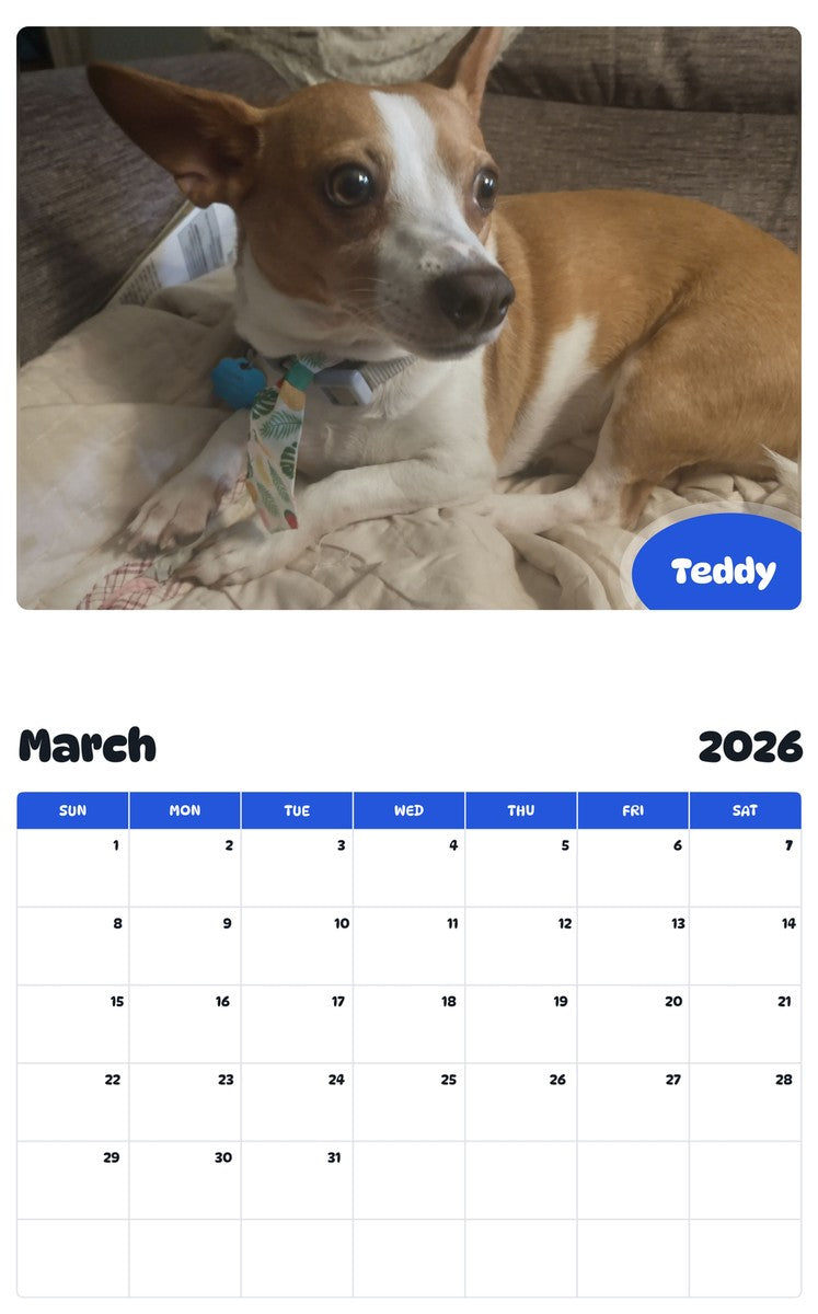 November 2025 - October 2026 Teddy - Pawidols Pet Calendar