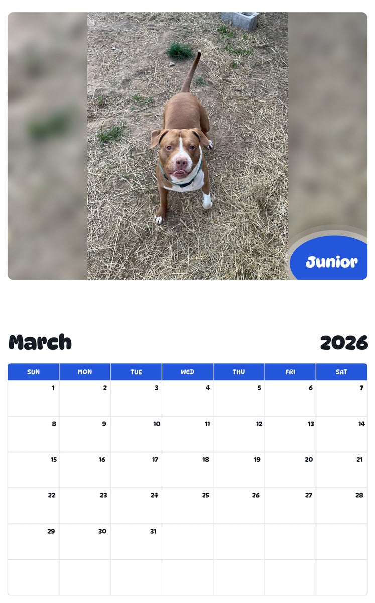 November 2025 - October 2026 Junior - Pawidols Pet Calendar