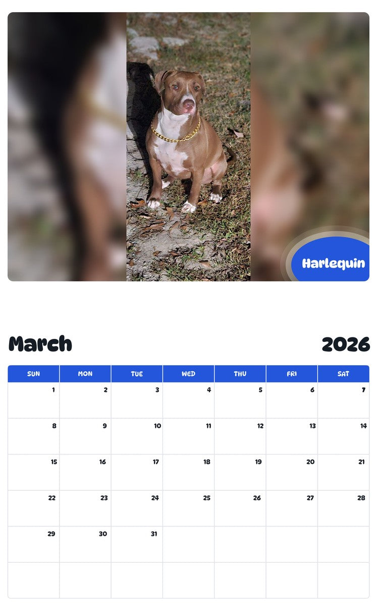 November 2025 - October 2026 Harlequin - Pawidols Pet Calendar