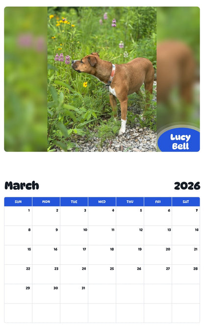 November 2025 - October 2026 Lucy Bell - Pawidols Pet Calendar