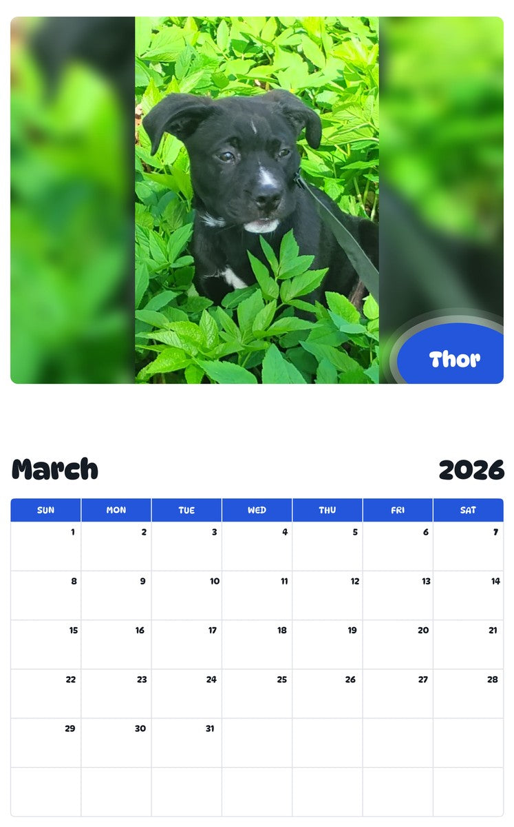 November 2025 - October 2026 Thor - Pawidols Pet Calendar