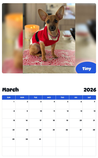 November 2025 - October 2026 Tiny - Pawidols Pet Calendar