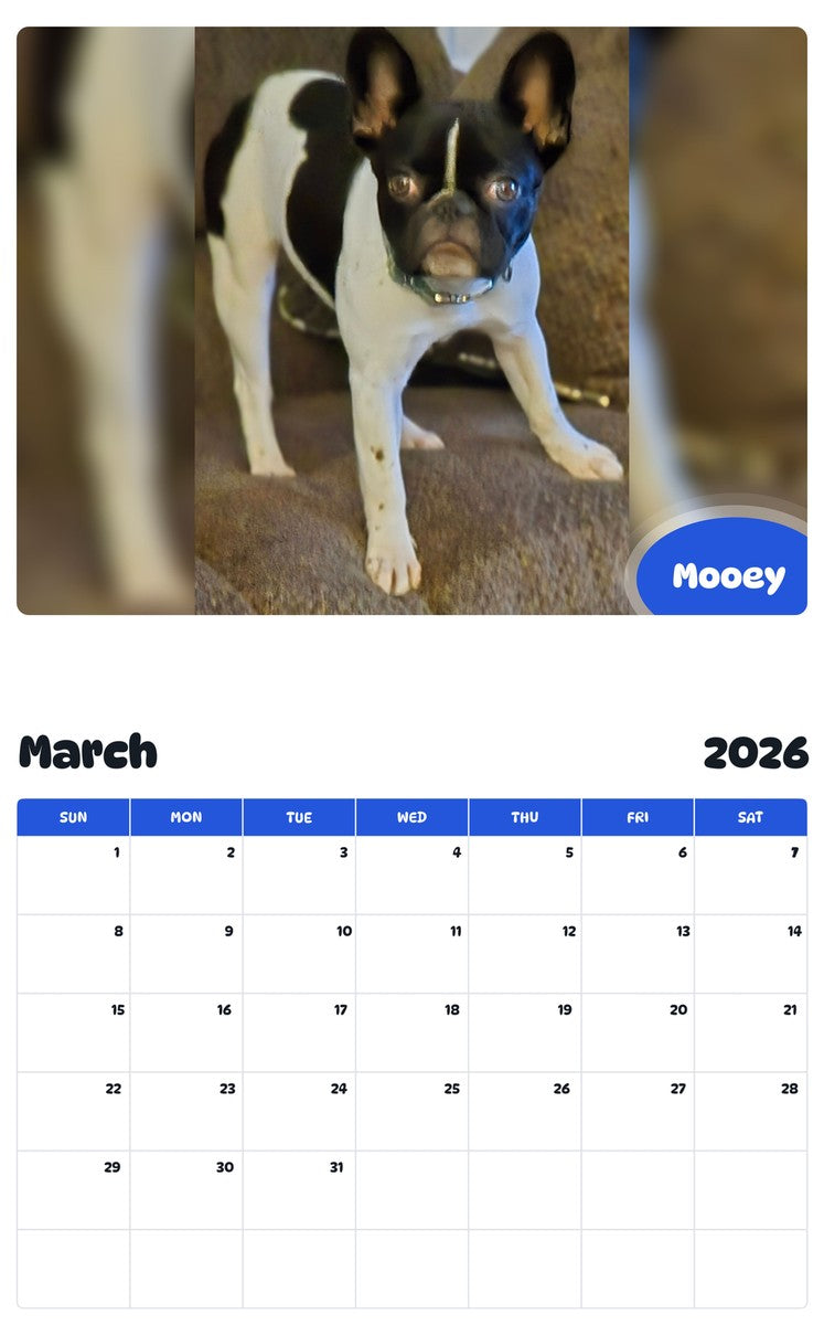 November 2025 - October 2026 Mooey - Pawidols Pet Calendar