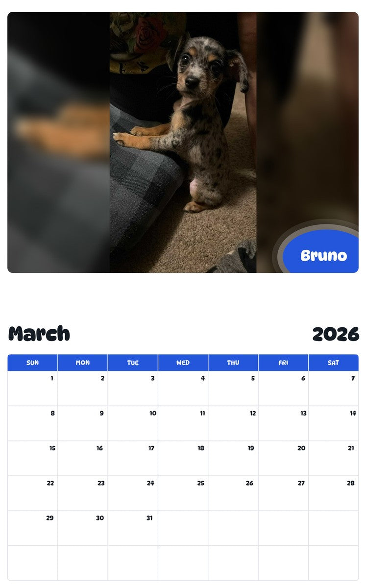 November 2025 - October 2026 Bruno - Pawidols Pet Calendar
