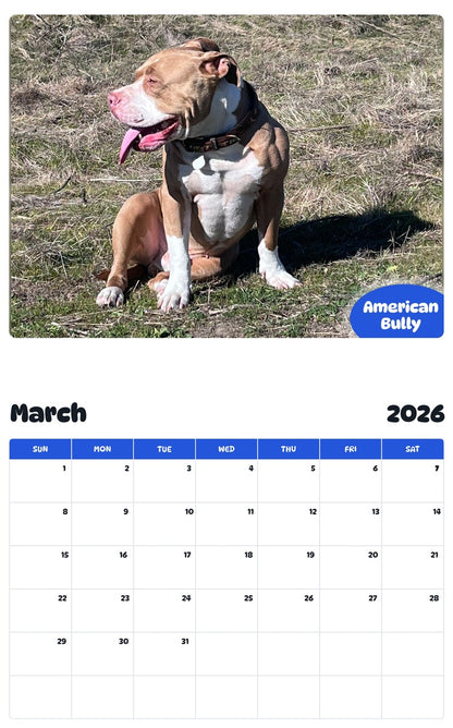 November 2025 - October 2026 American Bully - Pawidols Pet Calendar