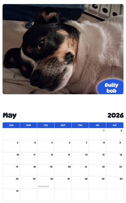 2026 - 2027 Bully bob - Pawidols Pet Calendar