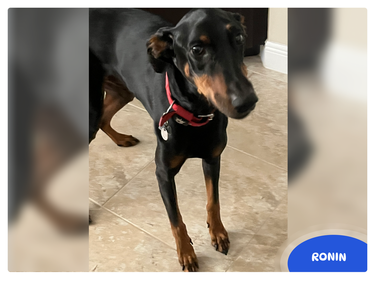 July 2025 - June 2026 Ronin - Pawidols Pet Calendar