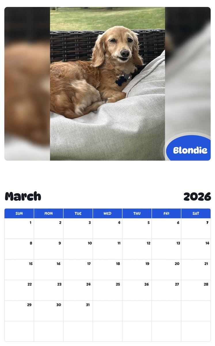 November 2025 - October 2026 Blondie - Pawidols Pet Calendar