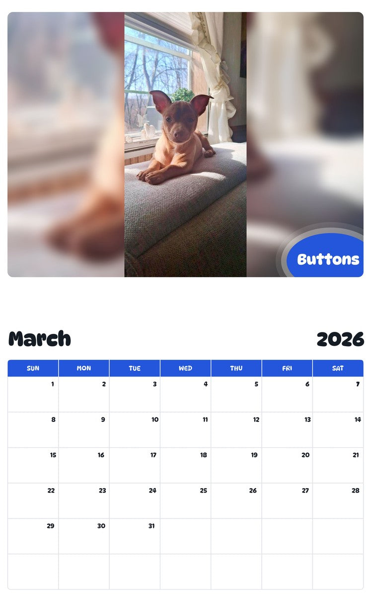 November 2025 - October 2026 Buttons - Pawidols Pet Calendar