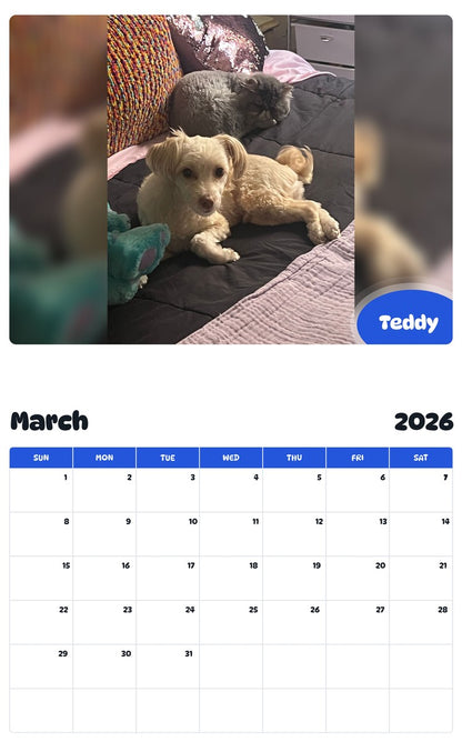 November 2025 - October 2026 Teddy - Pawidols Pet Calendar