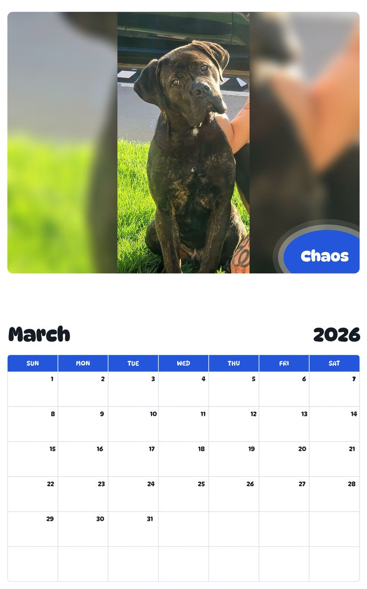 November 2025 - October 2026 Chaos - Pawidols Pet Calendar