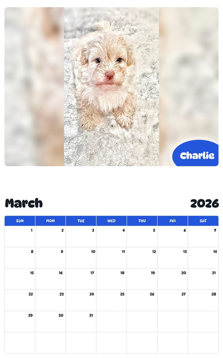 November 2025 - October 2026 Charlie - Pawidols Pet Calendar