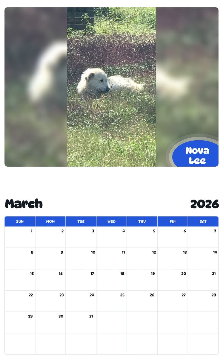 November 2025 - October 2026 Nova Lee - Pawidols Pet Calendar
