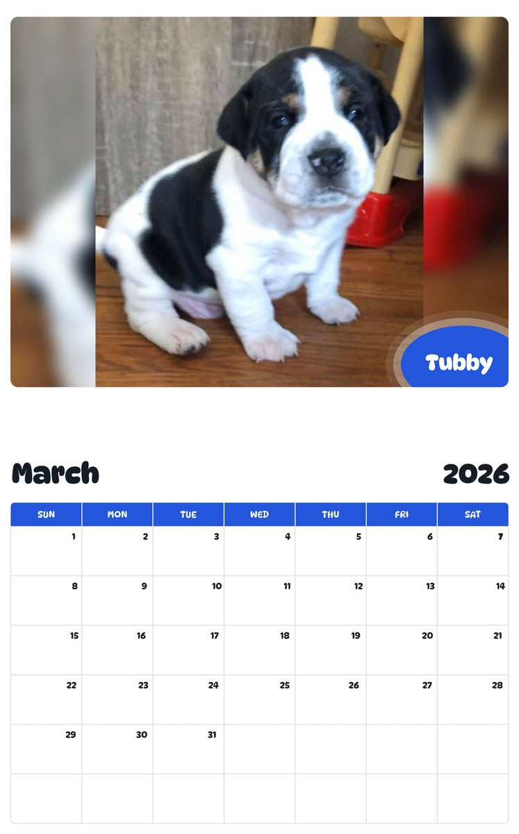 November 2025 - October 2026 Tubby - Pawidols Pet Calendar