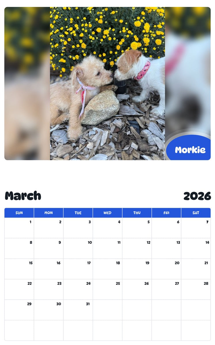November 2025 - October 2026 Morkie - Pawidols Pet Calendar