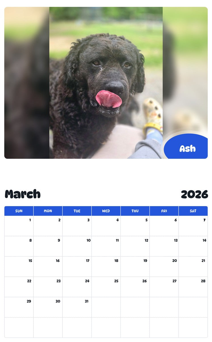 November 2025 - October 2026 Ash - Pawidols Pet Calendar