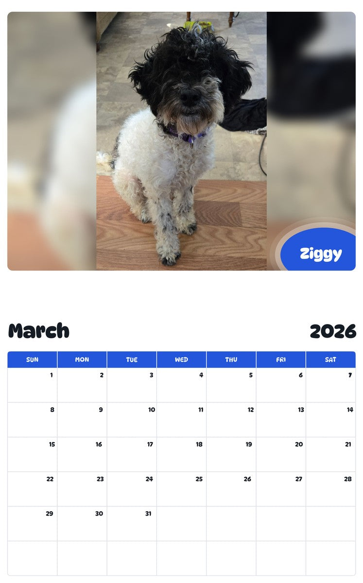 November 2025 - October 2026 Ziggy - Pawidols Pet Calendar