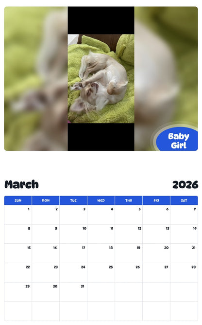 November 2025 - October 2026 Baby Girl - Pawidols Pet Calendar