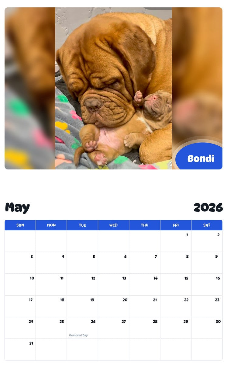 2026 - 2027 Bondi - Pawidols Pet Calendar