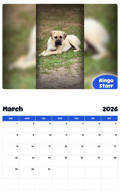 November 2025 - October 2026 Ringo Starr - Pawidols Pet Calendar