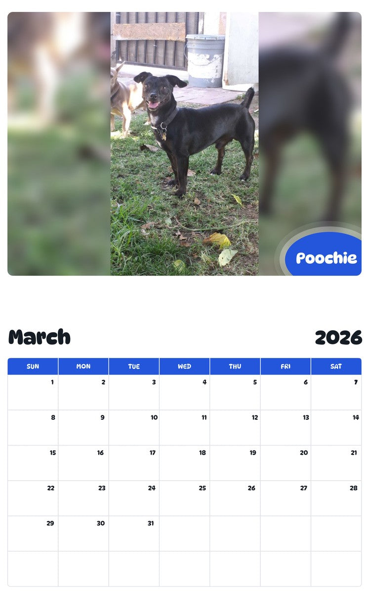 November 2025 - October 2026 Poochie - Pawidols Pet Calendar
