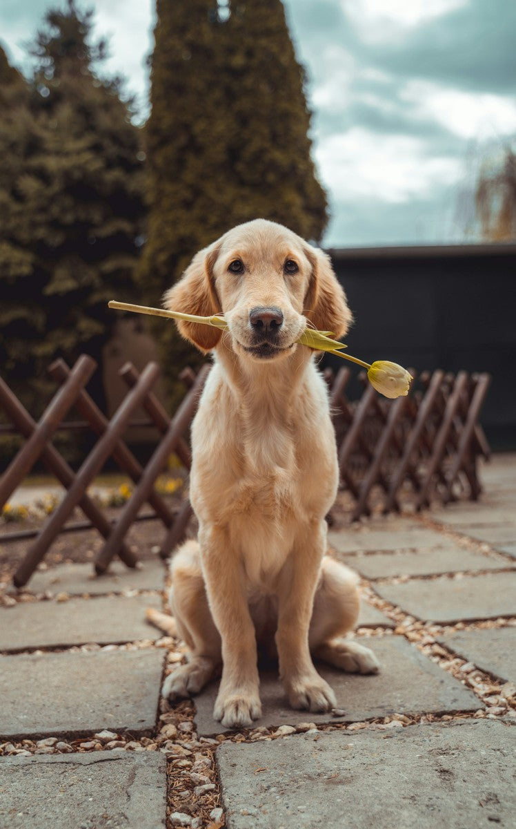 July 2025 - June 2026 Gun - Pawidols Pet Calendar
