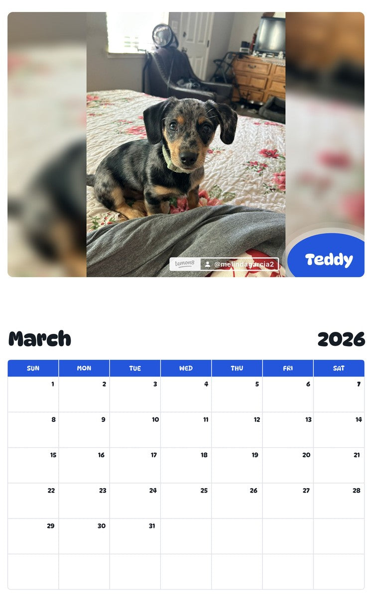 November 2025 - October 2026 Teddy - Pawidols Pet Calendar