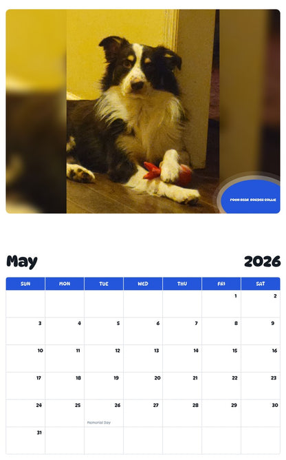 2026 - 2027 POOH BEAR  BORDER COLLIE - Pawidols Pet Calendar
