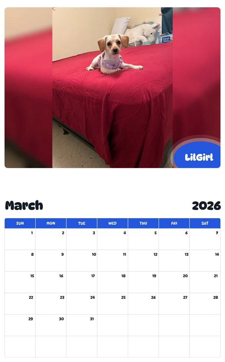 November 2025 - October 2026 LilGirl - Pawidols Pet Calendar