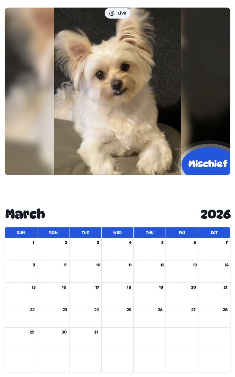 November 2025 - October 2026 Mischief - Pawidols Pet Calendar