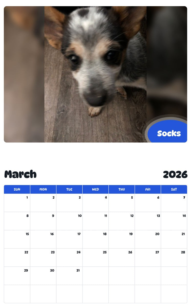 November 2025 - October 2026 Socks - Pawidols Pet Calendar