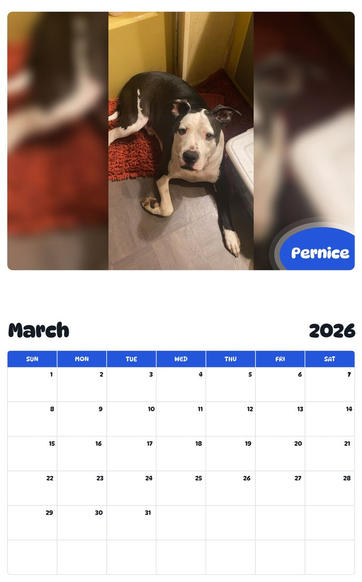November 2025 - October 2026 Pernice - Pawidols Pet Calendar