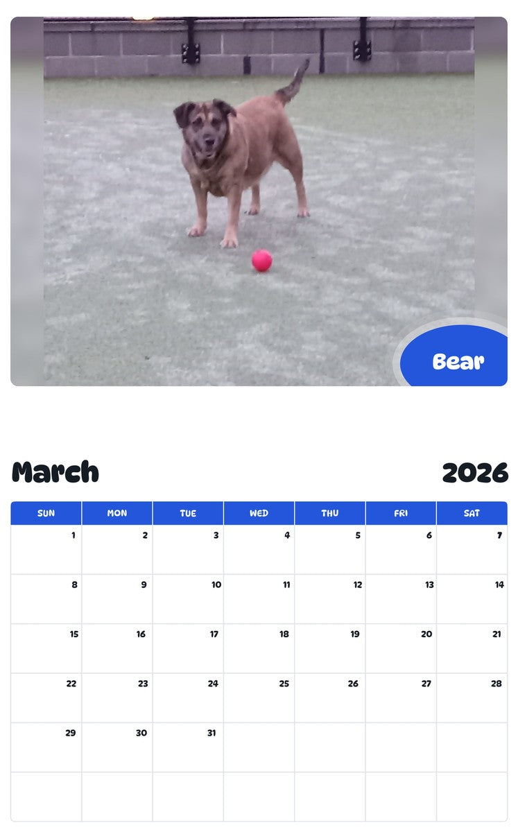 November 2025 - October 2026 Bear - Pawidols Pet Calendar