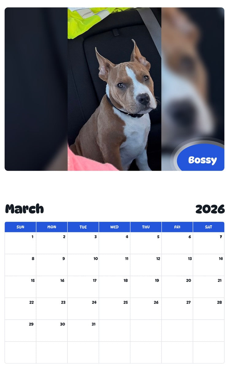November 2025 - October 2026 Bossy - Pawidols Pet Calendar
