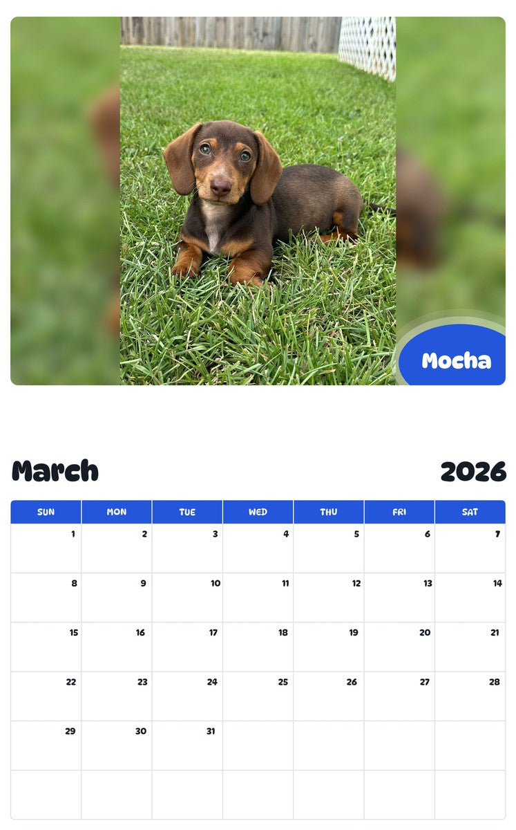 November 2025 - October 2026 Mocha - Pawidols Pet Calendar