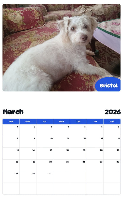 November 2025 - October 2026 Bristol - Pawidols Pet Calendar